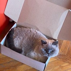 Подробнее об объявлении «Пропала кошка серый британец Тбилиси» Фото: пропала кошка  «Пропала кошка серый британец Тбилиси» в г. Тбилиси