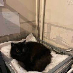 Подробнее об объявлении «Пропала кошка по кличке демоника Мытищи» Фото: пропала кошка  «Пропала кошка по кличке демоника Мытищи» в г. Мытищи