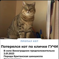 Подробнее об объявлении «Пропал кот помогите есть ли у нас зоозащитники Прохладный» Фото: пропала кошка  «Пропал кот помогите есть ли у нас зоозащитники...» в г. Прохладный