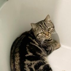 Подробнее об объявлении «Пропал кот шотландский, Тамбов» Фото: пропала кошка Скоттиш страйт (шотландская прямоухая) «Пропал кот шотландский, Тамбов» в г. Тамбов