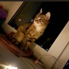 Подробнее об объявлении «Пропала кошка Москва» Фото: пропала кошка  «Пропала кошка Москва» в г. Москва