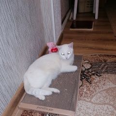 Подробнее об объявлении «Пропала кошка Ставрополь» Фото: пропала кошка  «Пропала кошка Ставрополь» в г. Ставрополь