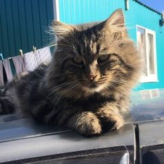 Подробнее об объявлении «Пропал кот Симферополь» Фото: пропала кошка  «Пропал кот Симферополь» в г. Симферополь