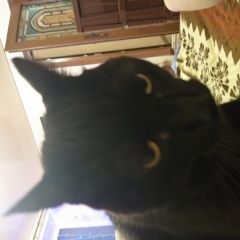 Подробнее об объявлении «Пропал кот чёрный кот, кастрированный Симферополь» Фото: пропала кошка  «Пропал кот чёрный кот, кастрированный Симферополь» в г. Симферополь