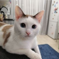 Подробнее об объявлении «Пропал кот Тюмень» Фото: пропала кошка  «Пропал кот Тюмень» в г. Тюмень