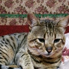 Подробнее об объявлении «Пропал кот Воскресенск» Фото: пропала кошка Бенгальская кошка «Пропал кот Воскресенск» в г. Воскресенск
