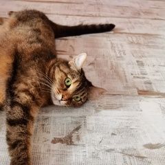 Подробнее об объявлении «Пропала кошка помогите найти кошку Реутов» Фото: пропала кошка  «Пропала кошка помогите найти кошку Реутов» в г. Реутов