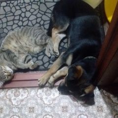 Подробнее об объявлении «Пропал кот Рубцовск» Фото: пропала кошка  «Пропал кот Рубцовск» в г. Рубцовск