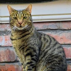 Подробнее об объявлении «Пропал кот Балаково» Фото: пропала кошка  «Пропал кот Балаково» в г. Балаково