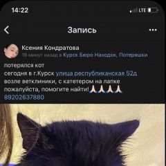 Картинка пропала кошка В городе Курск потерялся коте. Курск