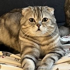 Подробнее об объявлении «Пропал кот вислоухий шотландец Оренбург» Фото: пропала кошка  «Пропал кот вислоухий шотландец Оренбург» в г. Оренбург