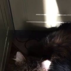 Подробнее об объявлении «Пропал кот котофей Сергиев Посад» Фото: пропала кошка  «Пропал кот котофей Сергиев Посад» в г. Сергиев Посад