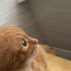 Подробнее об объявлении «Пропал кот помогите найти кота Алушта» Фото: пропала кошка  «Пропал кот помогите найти кота Алушта» в г. Алушта