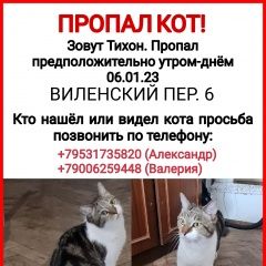 Подробнее об объявлении «Пропал кот. Санкт-Петербург» Фото: пропала кошка  «Пропал кот. Санкт-Петербург» в г. Санкт-Петербург