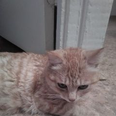 Подробнее об объявлении «Пропала кошка рыжая кошечка Искитим» Фото: пропала кошка Бобтейл «Пропала кошка рыжая кошечка Искитим» в г. Искитим