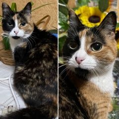 Подробнее об объявлении «Пропала кошка Кишинев» Фото: пропала кошка  «Пропала кошка Кишинев» в г. Кишинев