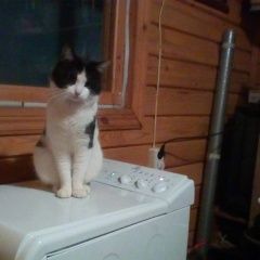 Подробнее об объявлении «Пропал кот снт марфино нский раойн Мытищи» Фото: пропала кошка  «Пропал кот снт марфино нский раойн Мытищи» в г. Мытищи