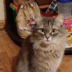 Подробнее об объявлении «Пропала кошка Соликамск» Фото: пропала кошка  «Пропала кошка Соликамск» в г. Соликамск