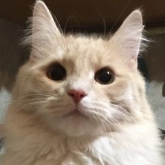 Подробнее об объявлении «Пропал кот Санкт-Петербург» Фото: пропала кошка  «Пропал кот Санкт-Петербург» в г. Санкт-Петербург