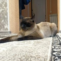 Подробнее об объявлении «Пропал кот Томск» Фото: пропала кошка Сиамская кошка «Пропал кот Томск» в г. Томск