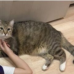 Подробнее об объявлении «Астана Акмолинская обл. (Целиноградская обл.) Пропал кот взрослый по кличке барсик» Фото: пропала кошка  «Астана Акмолинская обл. (Целиноградская обл.)...» в г. Астана Акмолинская обл. (Целиноградская обл.)