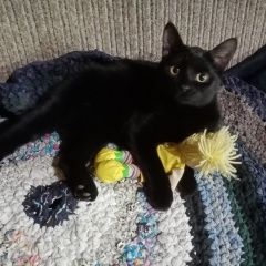 Подробнее об объявлении «Пропал кот черный котик Соликамск» Фото: пропала кошка  «Пропал кот черный котик Соликамск» в г. Соликамск