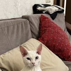 Картинка пропала кошка В городе Краснодар запропастилась киска. Краснодар