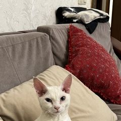 Подробнее об объявлении «Пропала кошка кот Краснодар» Фото: пропала кошка  «Пропала кошка кот Краснодар» в г. Краснодар