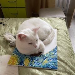 Подробнее об объявлении «Пропал кот белый кот. Братск» Фото: пропала кошка  «Пропал кот белый кот. Братск» в г. Братск