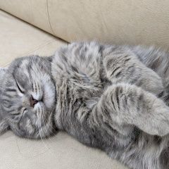 Подробнее об объявлении «Пропал котик Краснодар» Фото: пропала кошка  «Пропал котик Краснодар» в г. Краснодар