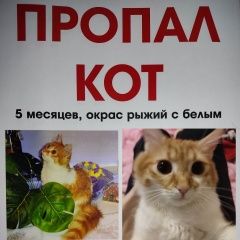 Подробнее об объявлении «Пропал кот помогите найти кота Лазаревское» Фото: пропала кошка  «Пропал кот помогите найти кота Лазаревское» в г. Лазаревское