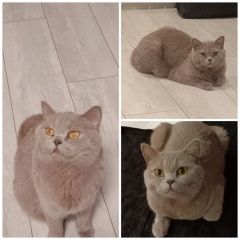 Подробнее об объявлении «Пропала кошка Новосибирск» Фото: пропала кошка Британская короткошерстная кошка «Пропала кошка Новосибирск» в г. Новосибирск