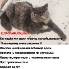Подробнее об объявлении «Пропала кошка Ростов-на-Дону» Фото: пропала кошка Экзотическая короткошерстная «Пропала кошка Ростов-на-Дону» в г. Ростов-на-Дону