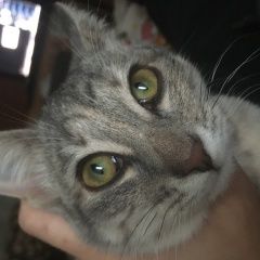 Подробнее об объявлении «Пропала кошка Люберцы» Фото: пропала кошка  «Пропала кошка Люберцы» в г. Люберцы