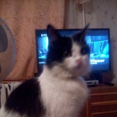 Подробнее об объявлении «Пропала кошка Уфа» Фото: пропала кошка  «Пропала кошка Уфа» в г. Уфа