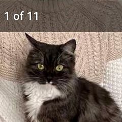 Подробнее об объявлении «Пропала кошка помогите найти Архангельск» Фото: пропала кошка  «Пропала кошка помогите найти Архангельск» в г. Архангельск