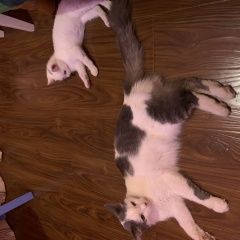 Подробнее об объявлении «Пропала кошка вознаграждение гарантирую Серпухов» Фото: пропала кошка  «Пропала кошка вознаграждение гарантирую Серпухов» в г. Серпухов