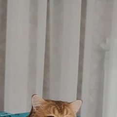 Подробнее об объявлении «Пропал кот, британец-золотая шиншилла Воскресенск» Фото: пропала кошка Британская короткошерстная кошка «Пропал кот, британец-золотая шиншилла Воскресенск» в г. Воскресенск