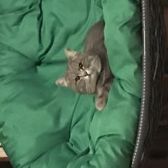 Подробнее об объявлении «Пропал кот Сергиев Посад» Фото: пропала кошка  «Пропал кот Сергиев Посад» в г. Сергиев Посад