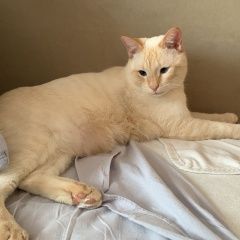 Подробнее об объявлении «Пропал кот молодой кот дэни Чебоксары» Фото: пропала кошка  «Пропал кот молодой кот дэни Чебоксары» в г. Чебоксары