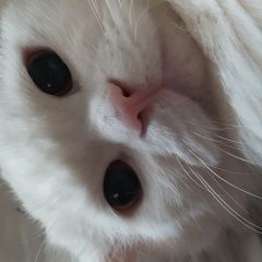 Подробнее об объявлении «Пропал кот Мценск» Фото: пропала кошка  «Пропал кот Мценск» в г. Мценск