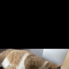 Подробнее об объявлении «Пропал кот рыжий кот Видное» Фото: пропала кошка  «Пропал кот рыжий кот Видное» в г. Видное