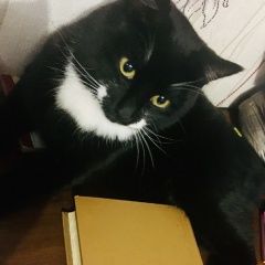 Подробнее об объявлении «Пропал кот новая комушка черный кот. Улан-Удэ» Фото: пропала кошка  «Пропал кот новая комушка черный кот. Улан-Удэ» в г. Улан-Удэ
