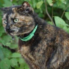 Подробнее об объявлении «Пропала кошка Мытищи» Фото: пропала кошка  «Пропала кошка Мытищи» в г. Мытищи