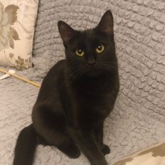 Подробнее об объявлении «Пропала кошка Дзержинский» Фото: пропала кошка  «Пропала кошка Дзержинский» в г. Дзержинский