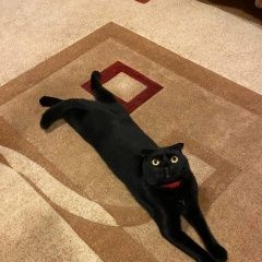 Подробнее об объявлении «Пропал кот. кот по кличке мурзик. Волжский (Волгоградская обл.)» Фото: пропала кошка Британская короткошерстная кошка «Пропал кот. кот по кличке мурзик. Волжский...» в г. Волжский (Волгоградская обл.)