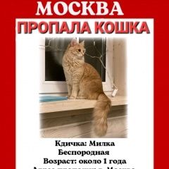 Подробнее об объявлении «Пропала кошка Москва» Фото: пропала кошка  «Пропала кошка Москва» в г. Москва