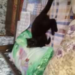 Подробнее об объявлении «Пропала кошка в е пос.северный Таганрог» Фото: пропала кошка  «Пропала кошка в е пос.северный Таганрог» в г. Таганрог