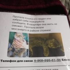 Подробнее об объявлении «Пропала кошка Москва» Фото: пропала кошка Британская короткошерстная кошка «Пропала кошка Москва» в г. Москва
