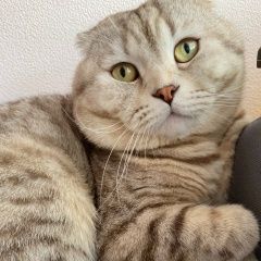 Подробнее об объявлении «Каменск-Шахтинский Пропал кот в дтп» Фото: пропала кошка  «Каменск-Шахтинский Пропал кот в дтп» в г. Каменск-Шахтинский